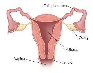 Female reproductive organs, showing cross-section of uterus, fallopian tubes, ovaries, cervix, and vagina.