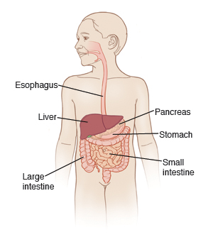 Front view of boy showing digestive tract.