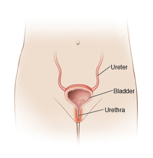 Location of ureter, bladder, and urethra in female child.