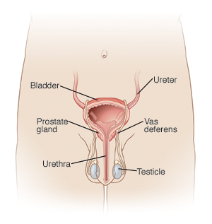 Location of bladder, urethra, and prostate gland in the body.