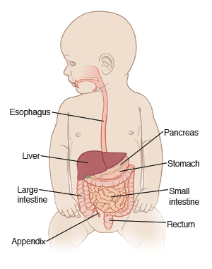 Baby's digestive system and other organs, including esophagus, liver, pancreas, stomach, large and small intestines, appendix, and rectum.