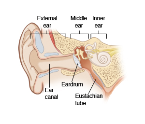 Inside view of external ear, middle ear, and inner ear, with ear canal, eardrum, and eustachian tube.