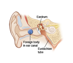 The outer ear canal