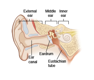 Side view of ear showing external, middle, and inner ear.