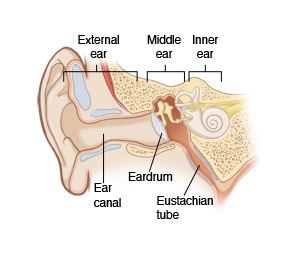 Inside view of ear showing external ear, middle ear, inner ear, ear canal, eardrum, and eustachian tube.