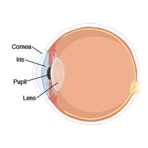 Location of cornea, iris, pupil, and lens in eye.