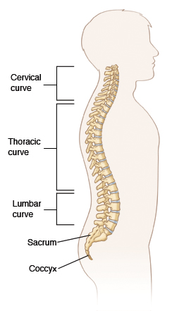 The spinal column, showing the cervical curve, the thoracic curve, the lumbar curve, the sacrum and the coccyx
