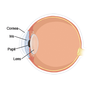 Side view of eye ball, showing cornea, iris, pupil, and lens.