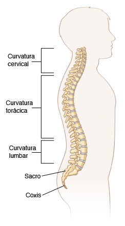 Imagen de la columna vertebral donde se observan las curvaturas cervical, torácica y lumbar, el sacro y el coxis.