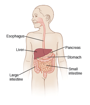Outline of body showing digestive system: esophagus, liver, pancreas, stomach, and large and small intestines.