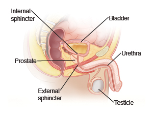 Inside view of male bladder, prostate, and urethra.
