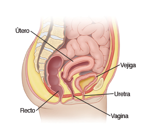 Vista lateral de pelvis femenina donde se observa la vejiga, la uretra y el útero.