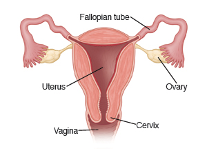 Cross section of the uterus, also showing Fallopian tubes, ovaries, cervix, and vagina.