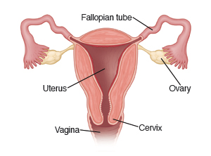 Cross section of uterus, also showing Fallopian tubes, ovaries, cervix, and vagina.