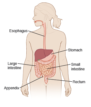 Front view of body showing esophagus, stomach, large and small intestines, appendix, and rectum.