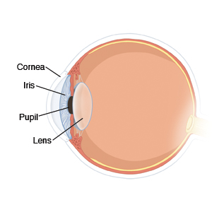 Parts of the eye