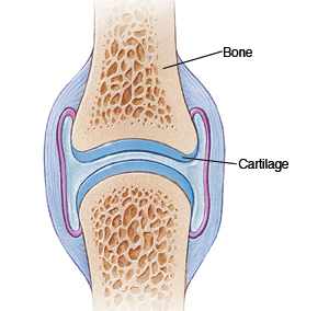Cross-section of joint, showing bone and cartilage.