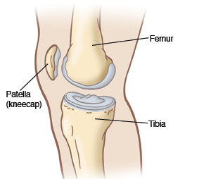 An outline of the knee showing the femur, tibia, and patella.