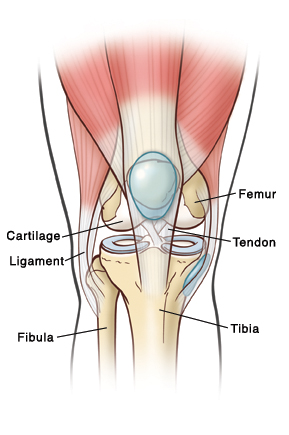 An outline of the knee showing fluid on the knee surrounded by the femur, tibia, fibula, cartilage, ligaments, and tendons.