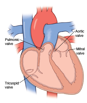 Cross section of heart, showing pulmonic valve, tricuspid valve, aortic valve, and mitral valve.