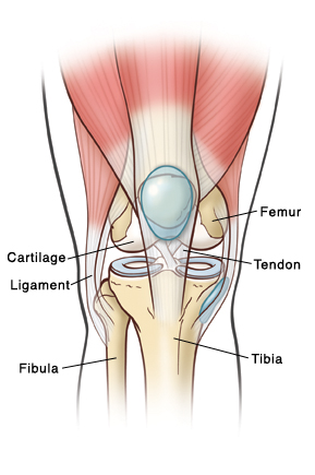 An outline of the knee showing the femur, tibia, fibula, cartilage, ligaments, and tendons.