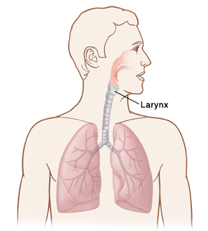 Head, neck, and chest showing location of larynx in neck.