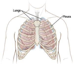 Chest with location of lungs and pleura.