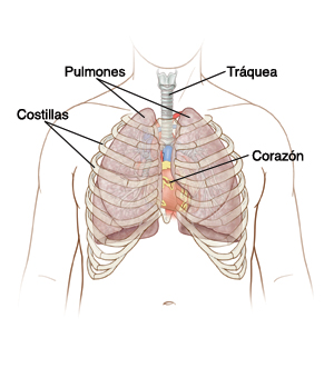 Vista frontal del pecho de un hombre donde se observan los pulmones, la tráquea, el corazón y las costillas.