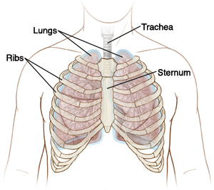 Illustration of the chest showing position of the ribs, sternum, trachea, and lungs.