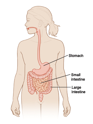 Stomach, small intestine, and large intestine.