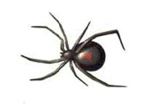 Illustration of a black widow spider.