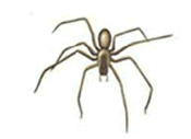 Illustration of a brown recluse spider.