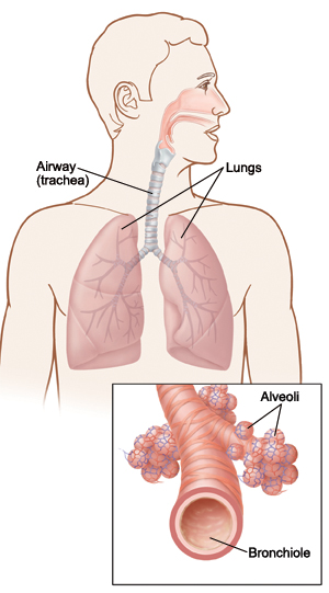 Location of airway (trachea) and lungs, with detail of bronchiole and alveoli.