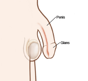 Image of penis showing glans.