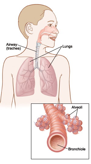 Location of airway (trachea) and lungs, with detail of bronchiole and alveoli.