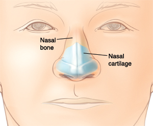 Nasal bone and nasal cartilage within the nose.