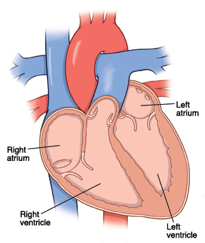Cross-section of the heart showing the chambers of the heart.