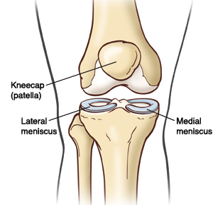 Illustration of the knee joint, including the meniscus and patella.