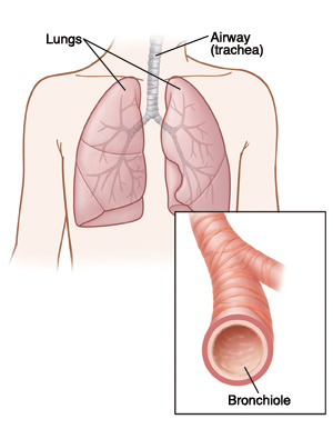 Front view of respiratory system. Inset shows bronchiole.