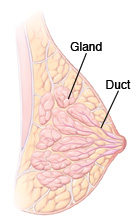 Cross section of breast.