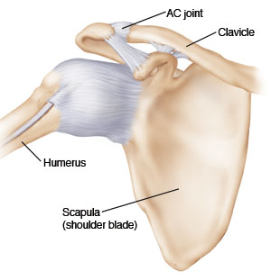 Shoulder anatomy, including AC joint, clavicle, humerus, and scapula.