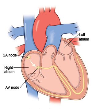 Cut-away image of heart showing SA node, right atrium, AV node, and left atrium.