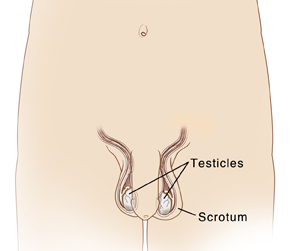 Location of testicles within scrotum.