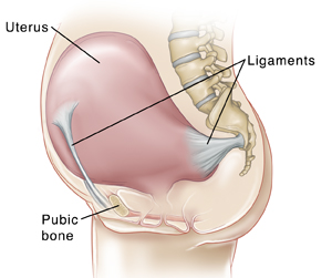Side view of pregnant woman's abdomen showing ligaments attaching uterus to lower spine and pubic bone.