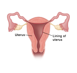 Cross-section view of uterus and the lining..