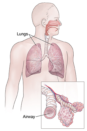 Front view of man showing respiratory system. Inset shows airway..