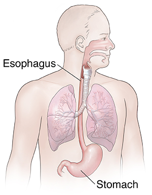Front view of man showing respiratory and upper digestive anatomy.