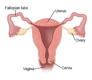 Imagen en la que se ven el útero, las trompas de Falopio, los ovarios, el cuello uterino y la vagina.