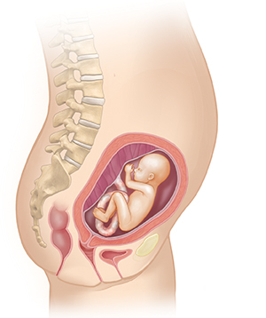 Vista lateral del cuerpo de una mujer donde se muestra el aparato reproductor y un feto de 5&nbsp;meses.