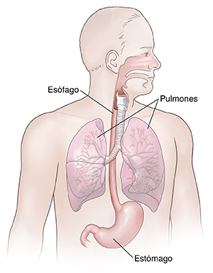Vista frontal de un hombre donde se observa la anatomía del aparato respiratorio y del tracto digestivo superior.